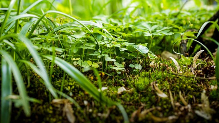 Comprendre l&rsquo;invasion des limaces dans votre jardin et maison