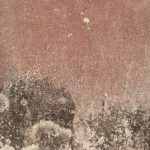 moisissures sur papier peint