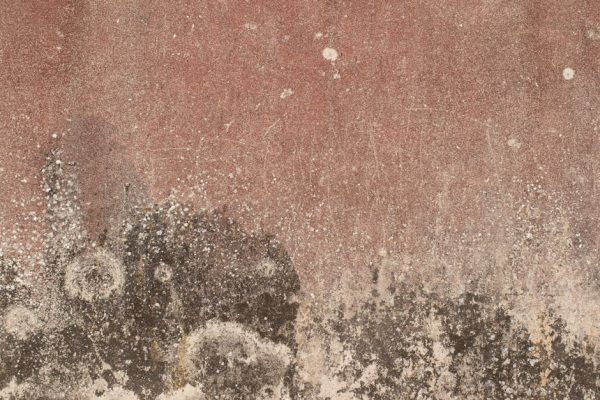 Comment éviter les moisissures sur papier peint : causes et solutions