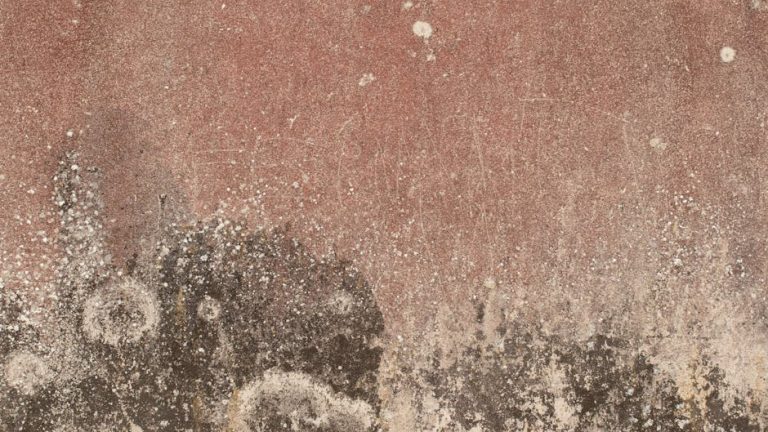 Comment éviter les moisissures sur papier peint : causes et solutions